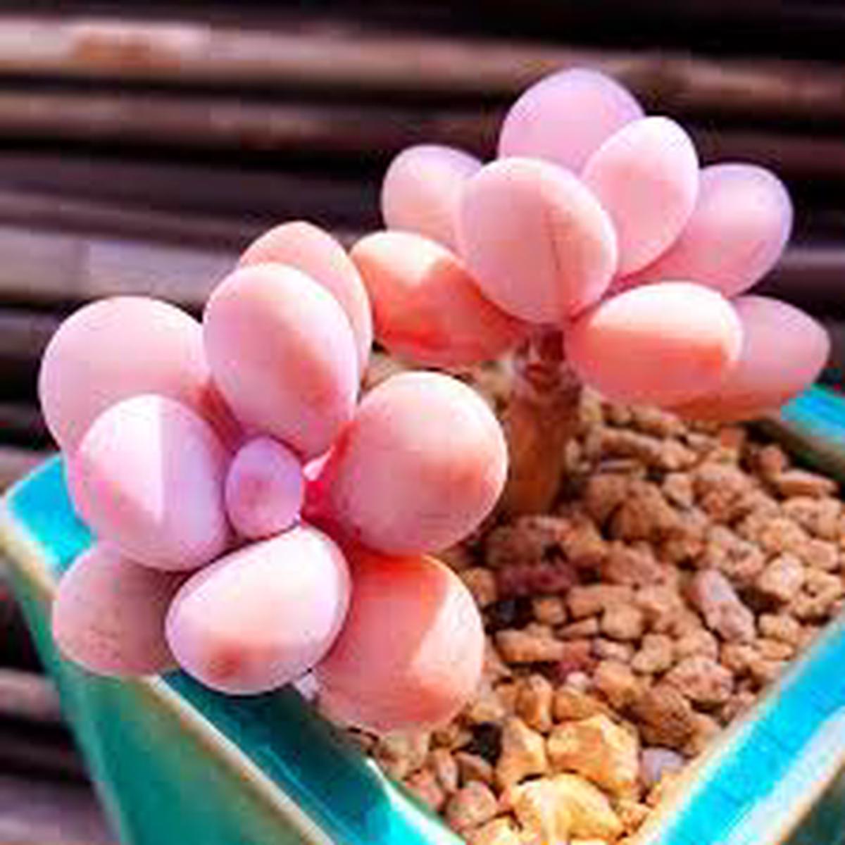 Pink Egg Flower Seeds for Planting and Garden Heirloom, Non-GMO, Compact Growth, High Germination