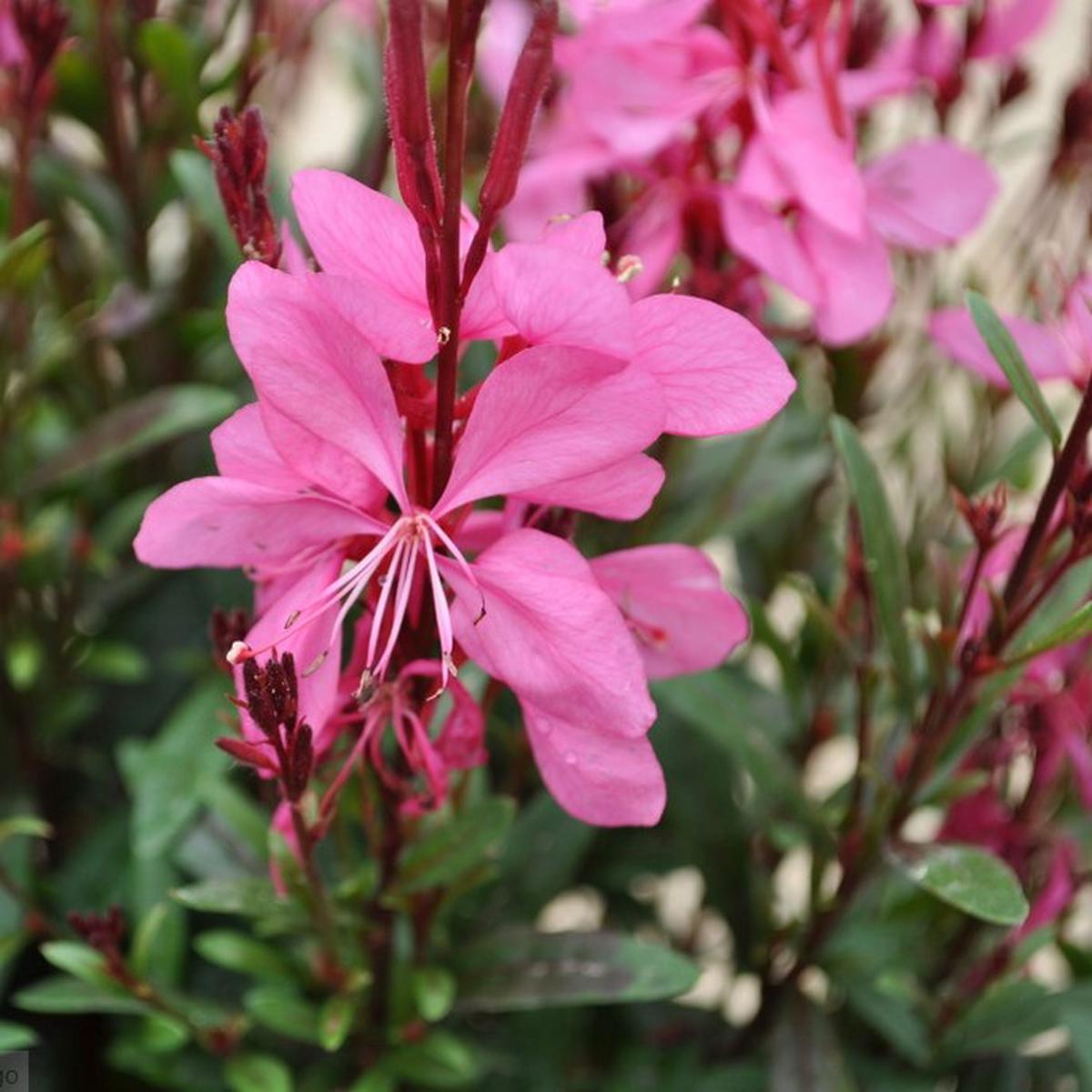 Pink Gaura Flower Seeds for Planting Heirloom Non-GMO, High Germination Organic Garden Seeds