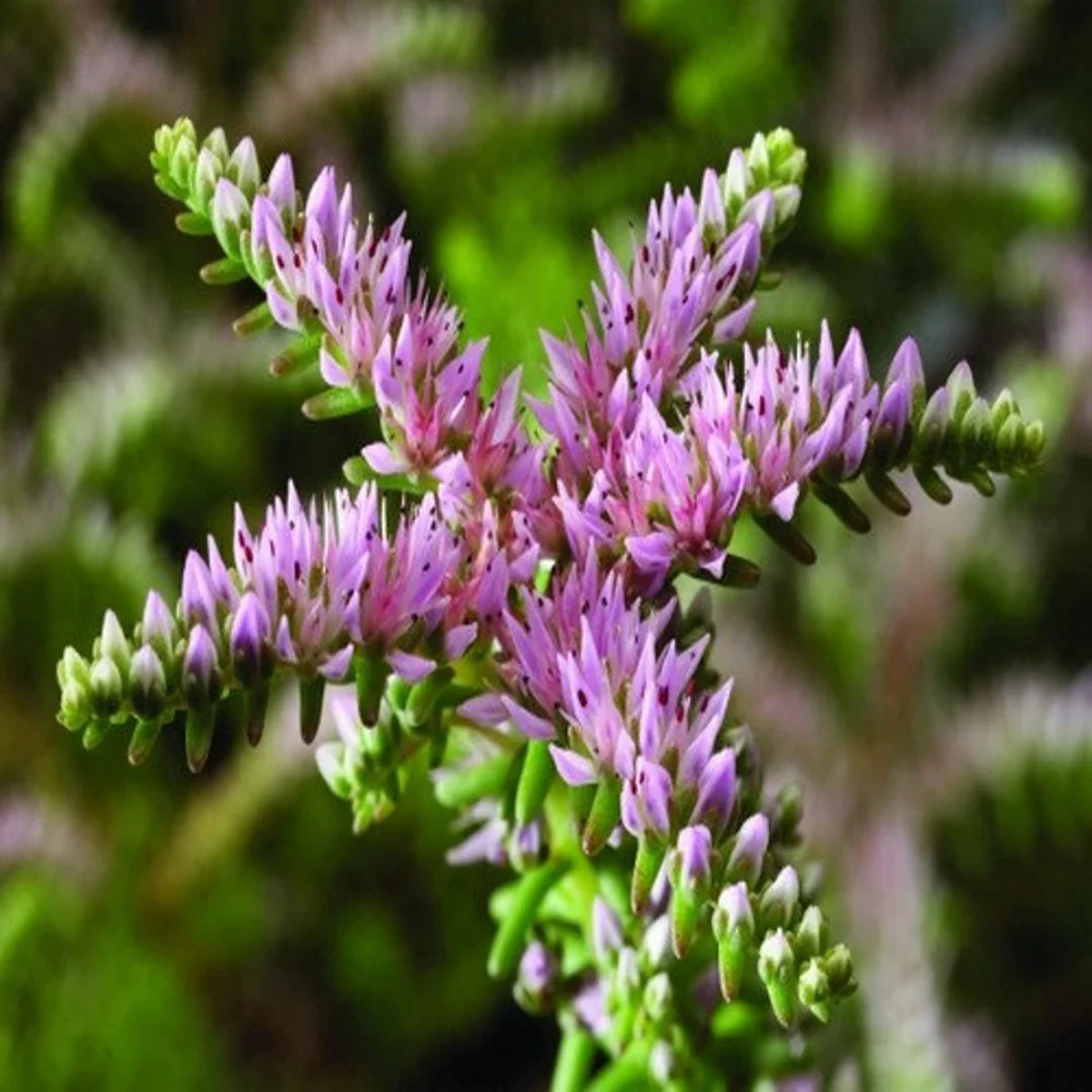 Pink Green Sedum Seastar Flower Seeds for Planting  Heirloom, Non-GMO, Pollinator Friendly Organic Garden Seeds
