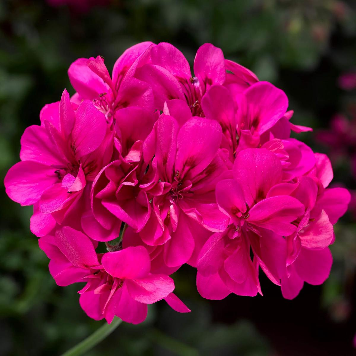 Pink Perennial Geranium Seeds for Planting Heirloom, Non-GMO, High Germination Organic Garden Seeds