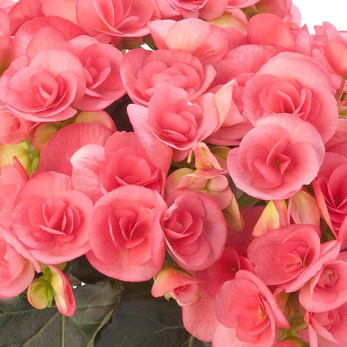 Pink Rieger Begonia Seeds  Showy Blooms & Attractive Foliage for Indoor/Outdoor Gardens