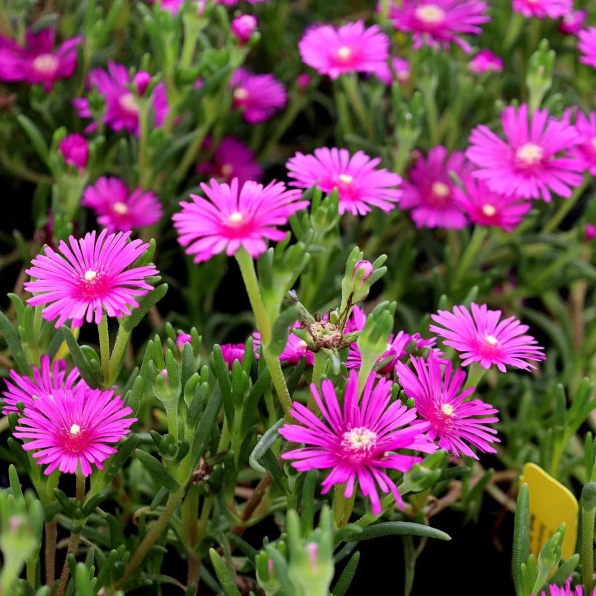 Pink Table Mountain Flower seeds for Planting Low Maintenance Heirloom & GMO Free Seeds for Home Garden Sale