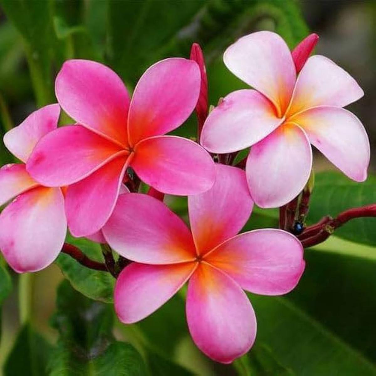 Plumeria Plumeria spp. Flower Seeds for Planting in Tropical Garden