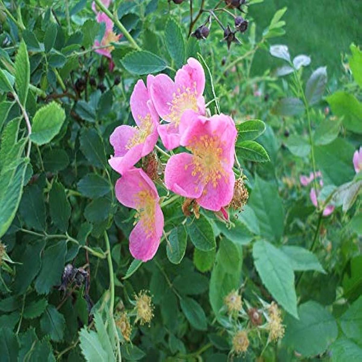 Prairie Wild Rose Rosa setigera Seeds for Planting - Ideal for Home Garden & Flower Bed