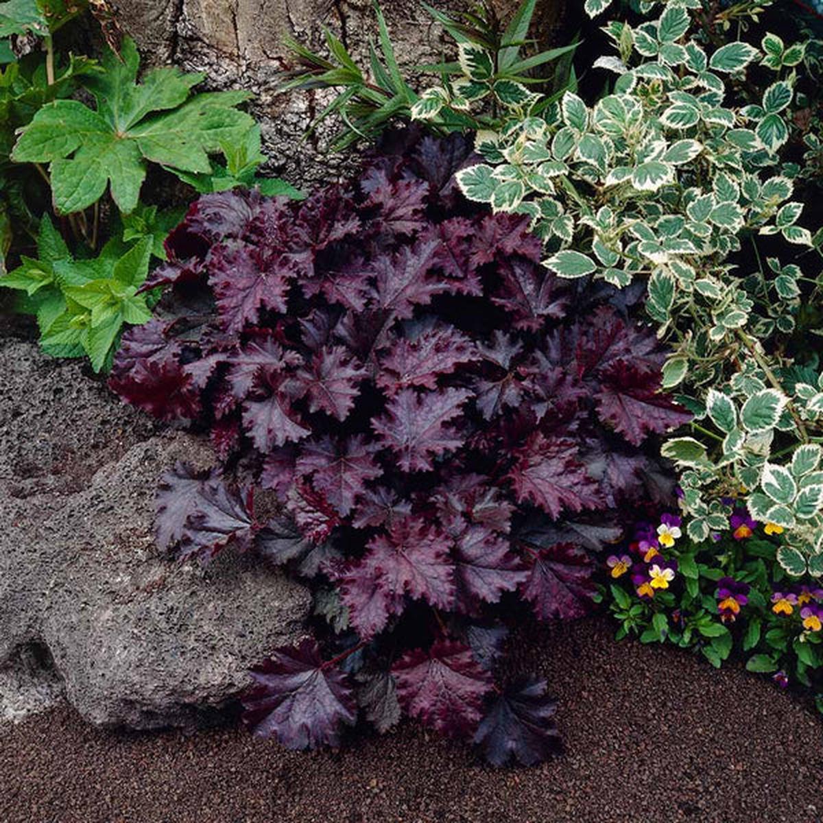 Purple Coral Bells Plant Seeds  Heirloom Non-GMO Seeds for Planting | High Germination Organic Garden Seeds