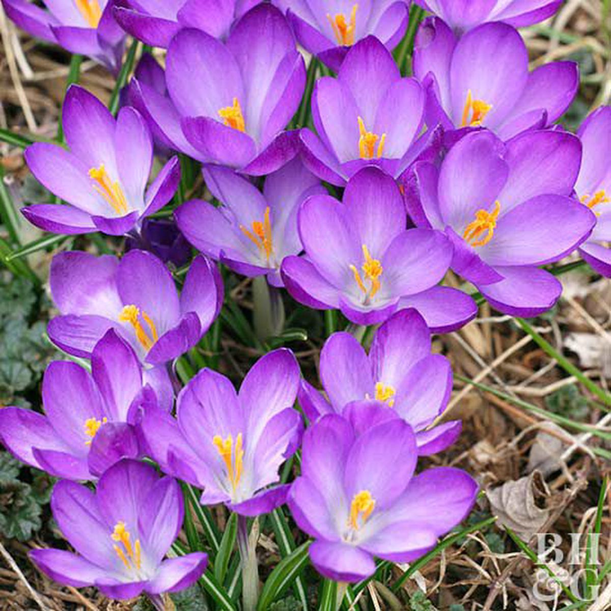 Purple Crocus Flower Seeds Long Bloom Season, Heirloom & Non-GMO for Home Garden