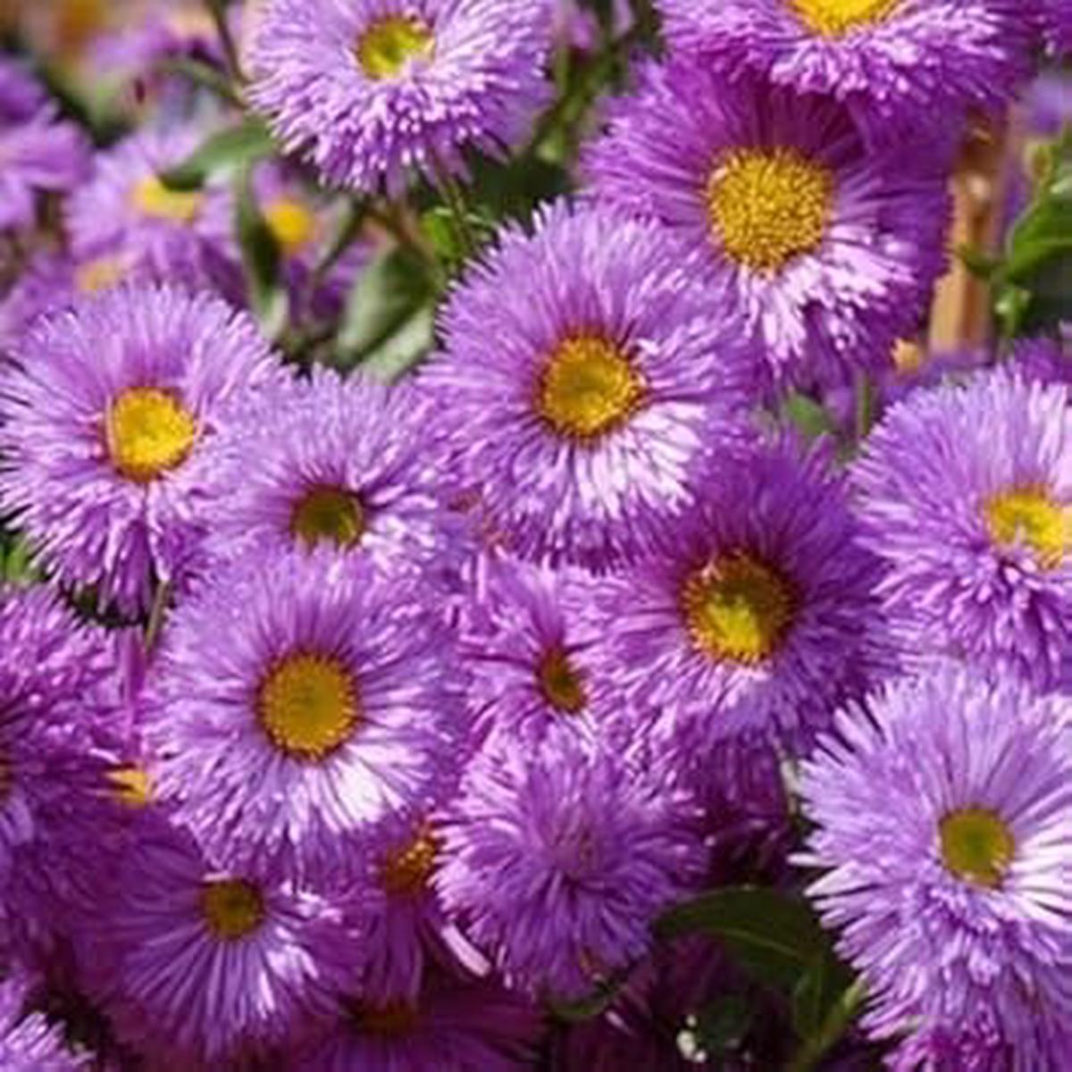Purple Erigeron Speciosus Flower seeds for Planting - Wildflower Mix, Heirloom & GMO Free Seeds for Home Garden