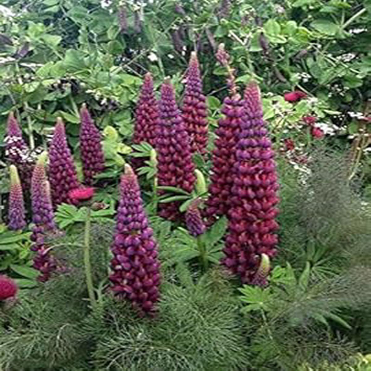 Purple Lupine Flower Seeds for Planting  Heirloom, Non-GMO, Shade Tolerant Organic Garden Seeds