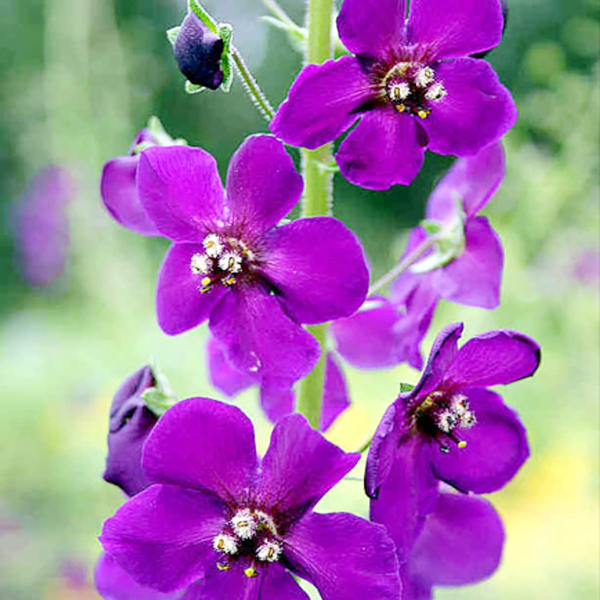 Purple Mullein Flower Seeds for Planting Heirloom, Non-GMO, Easy to Grow, Perennial