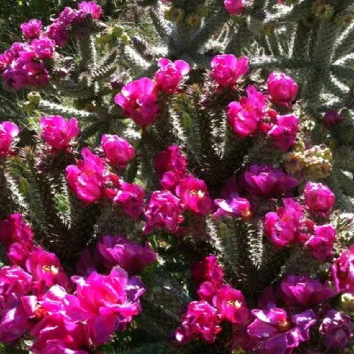 Purple Opuntia Winter Hardy Shrub Cactus Beautiful Dark Blossoms Heirloom Non Gmo Flower Seeds
