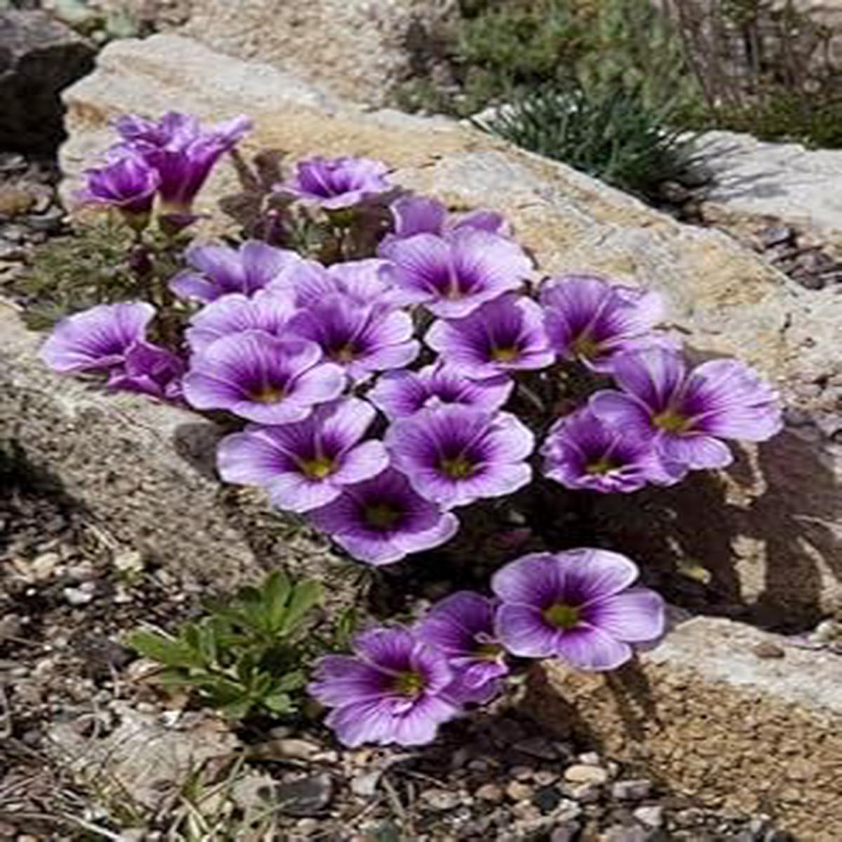 Purple Oxalis Laciniata Seeds ?? Heirloom, Non-GMO Flower Seeds for Planting
