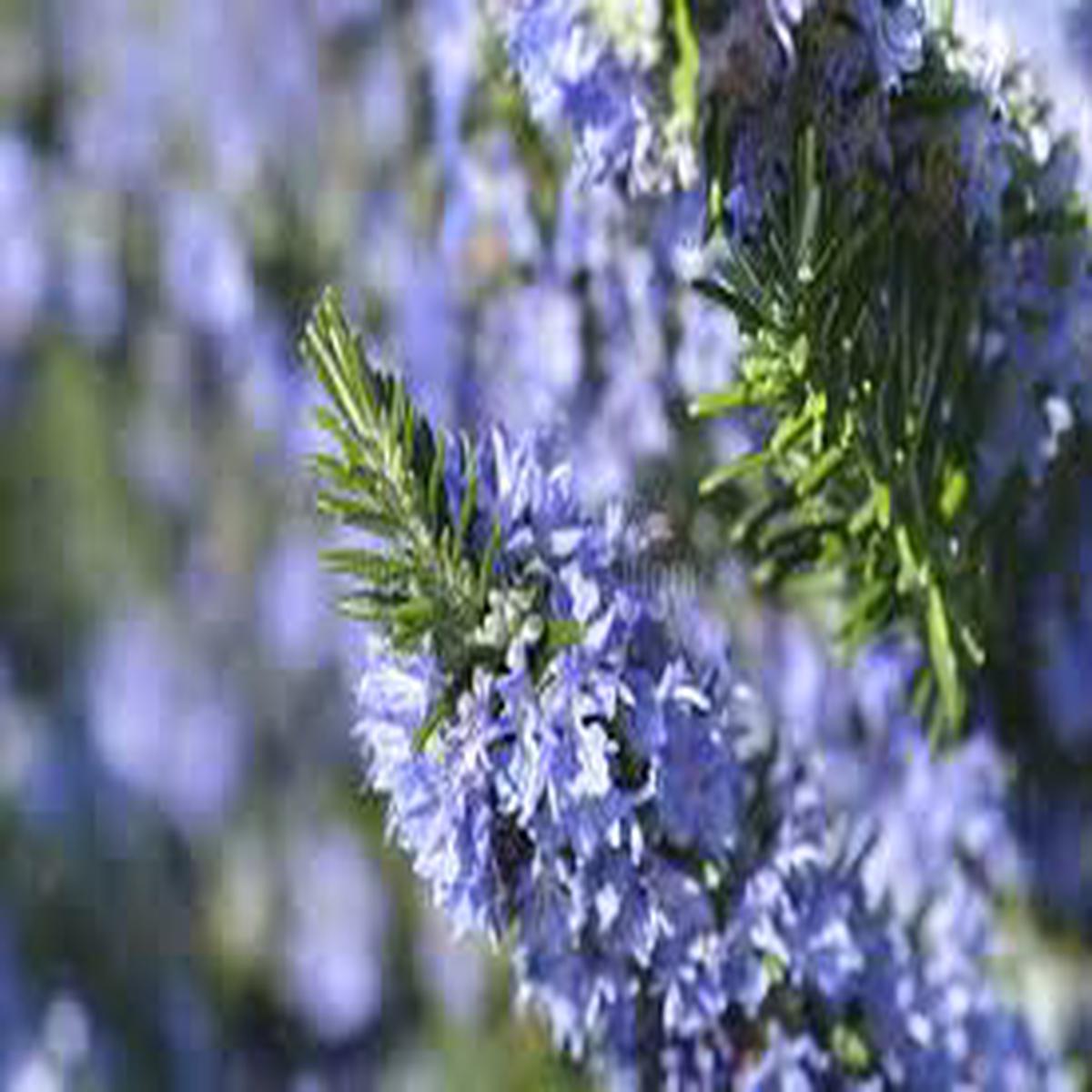 Purple Rosmarinus Flower Seeds for Planting  Pollinator Friendly, Heirloom & Non-GMO Garden Seeds