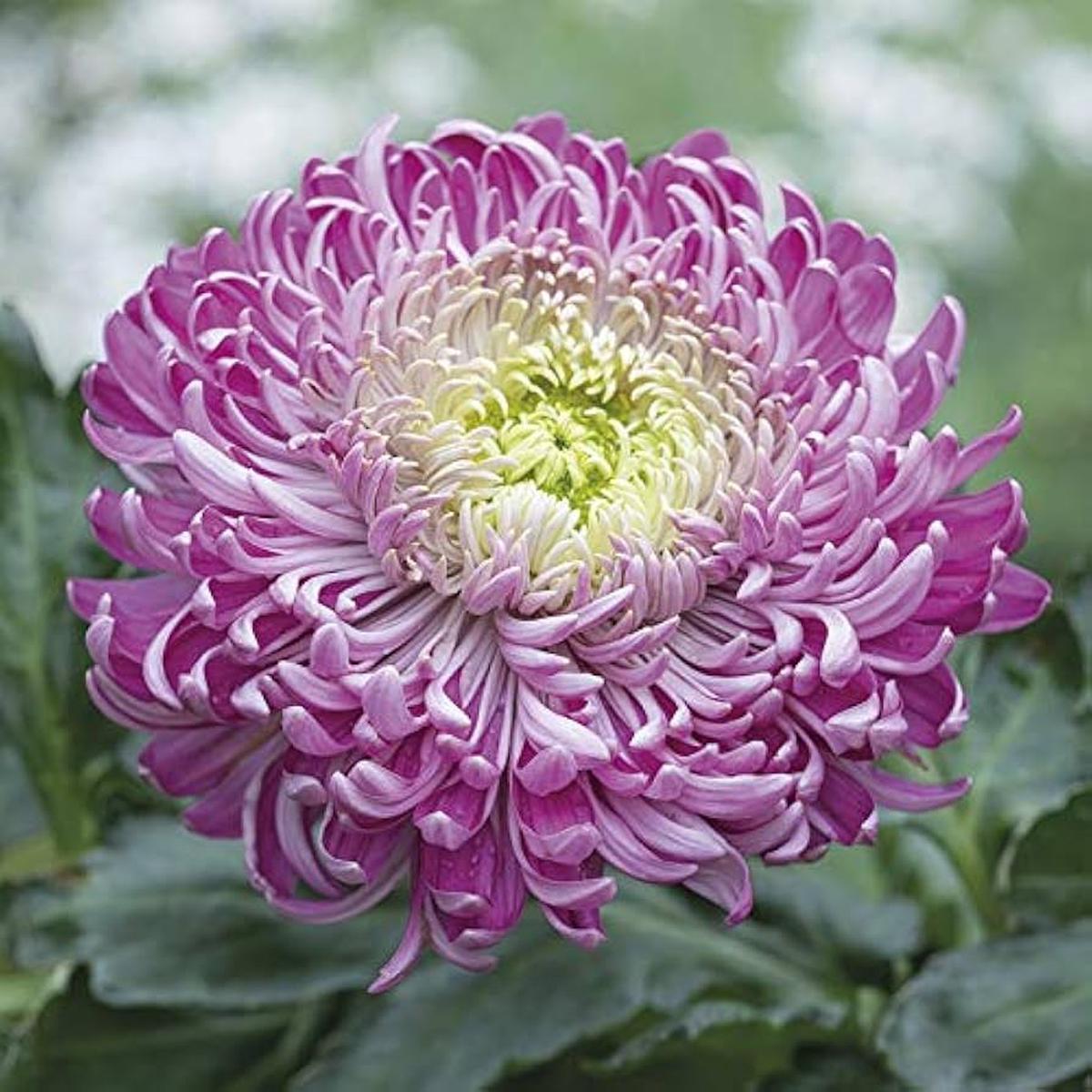 Purple White Chrysanthemum Flower Seeds for Planting | Drought Tolerant Heirloom Non-GMO Organic Garden Seeds