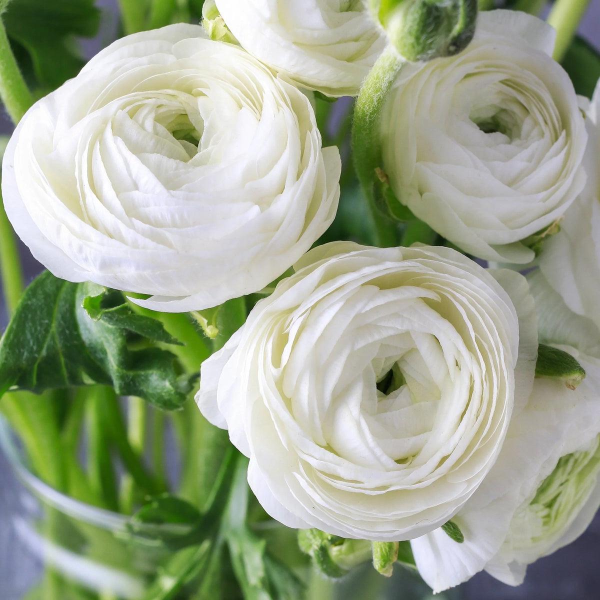 Ranunculus Asiaticus Flower seeds for Planting Vibrant Colors Heirloom & GMO Free Seeds for Home Garden Sale