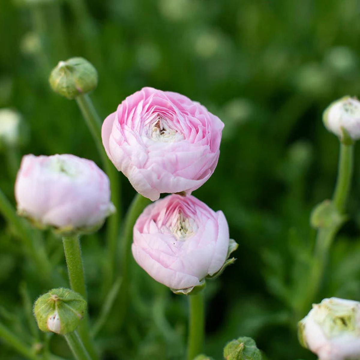 Ranunculus Highline Chamallow Flower Seeds for planting - Heirloom and Non-GMO garden seeds