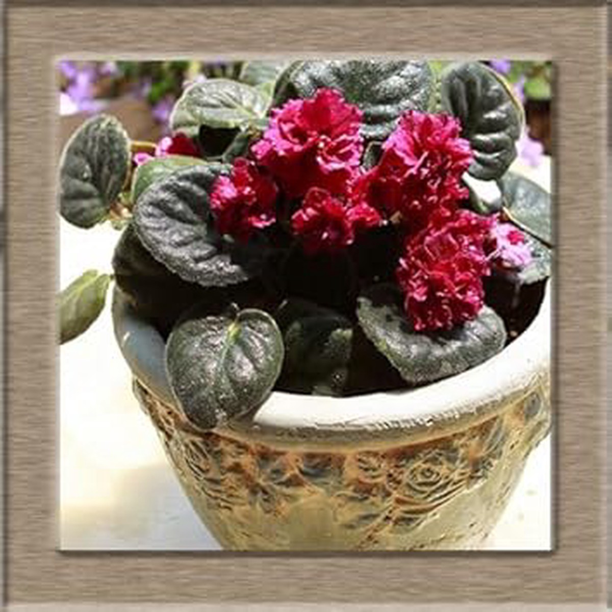 Red African Violet Flower Seeds  Heirloom, Non-GMO Seeds for Planting Vibrant Indoor Blooms