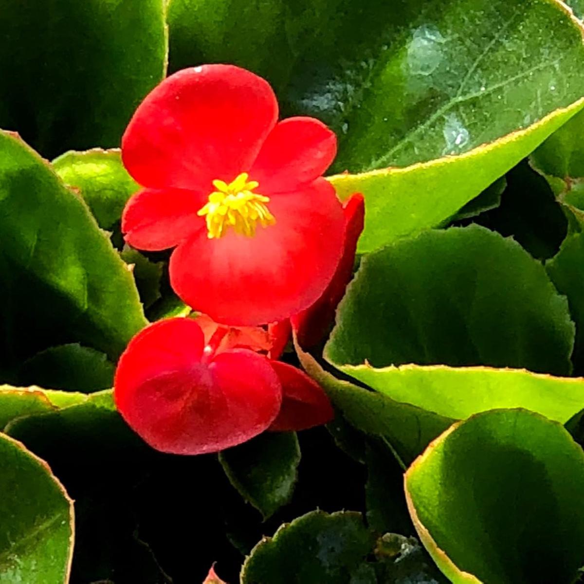 Red Begonia Flower seeds for Planting Vibrant Colors Heirloom & GMO Free Seeds for Home Garden   Sale