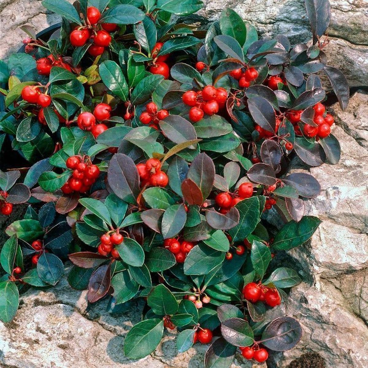 Red Gaultheria Flower Seeds for Planting, 100 pcs