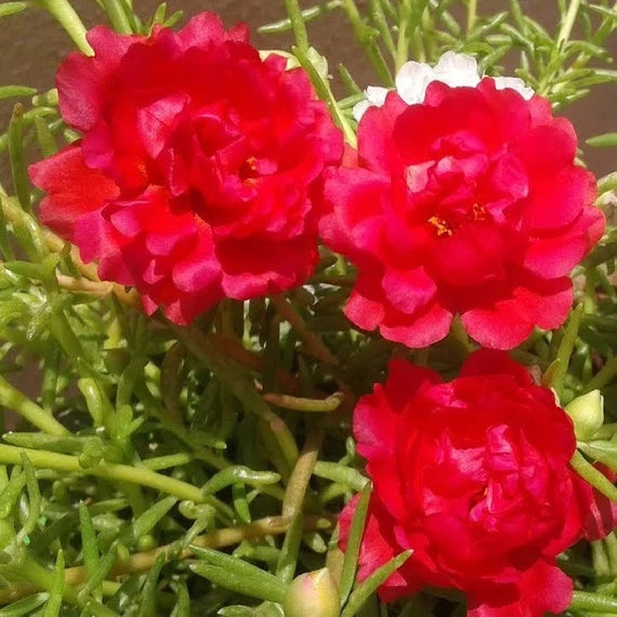 Red Portulaca Flower Seeds for Planting - Heirloom Non-GMO High Germination Organic Garden Seeds