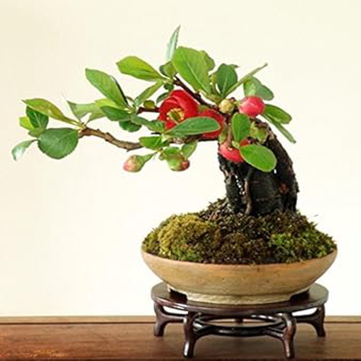 Red Quince Plant Seeds for Planting NON GMO Heirloom Seeds, High Germination, Organic Garden