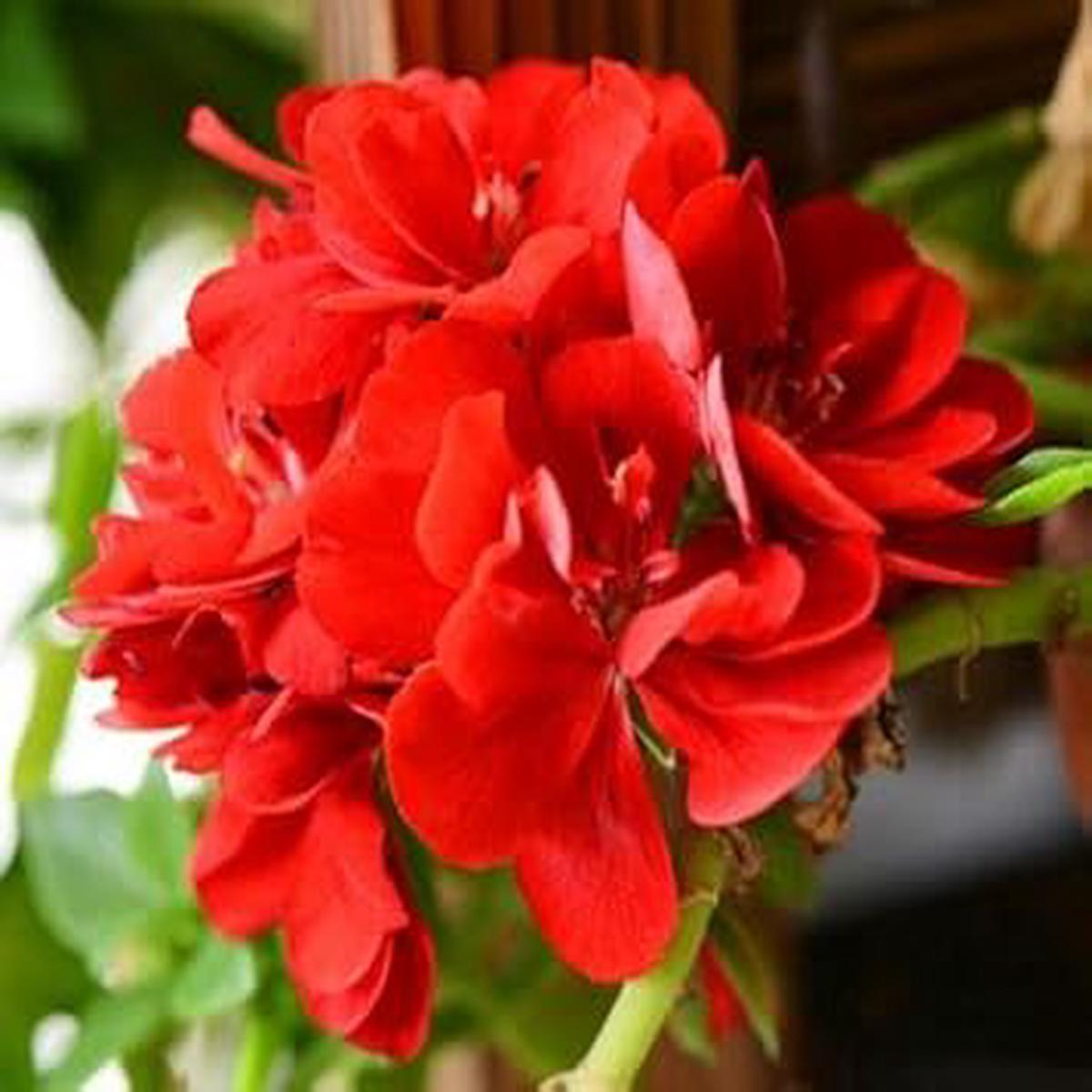 Red Sementes Flower seeds for Planting - Easy to Grow, Heirloom & GMO Free Seeds for Home Garden