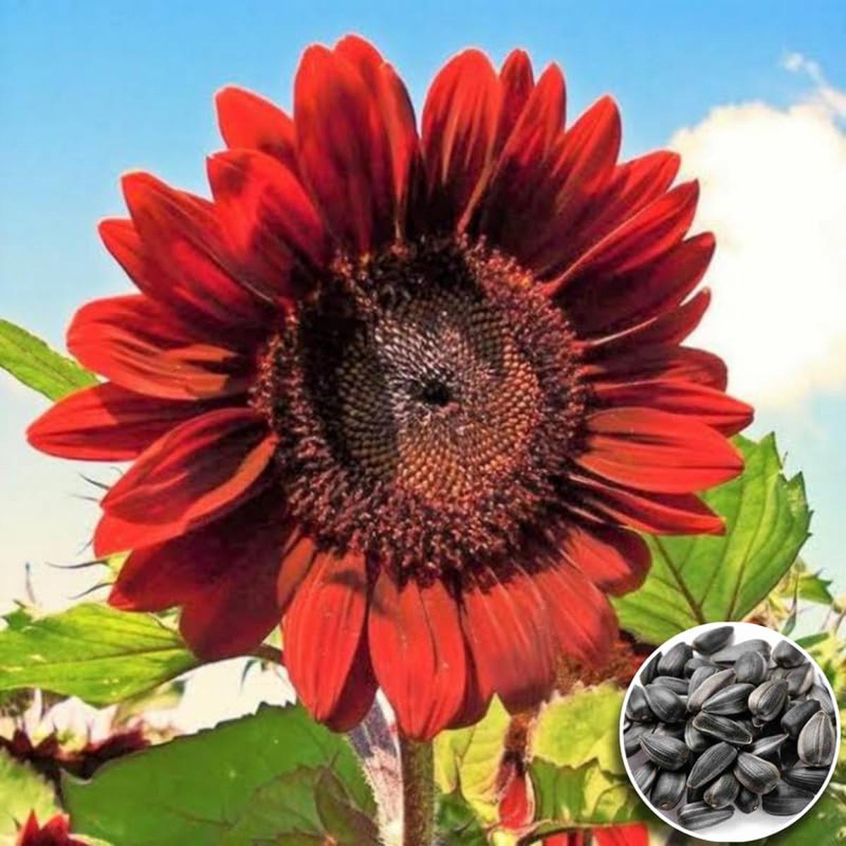 Red Sunflower Helianthus annuus Seeds for Planting - Perfect for Flower Bed & Vegetable Patch
