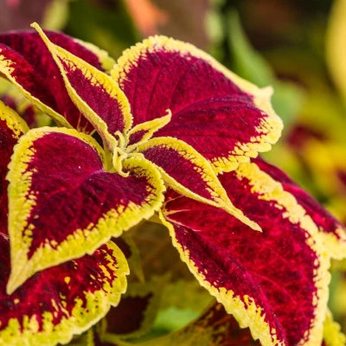Red Yellow Coleus Plant Seeds for Planting  Heirloom, Non-GMO, High Germination Colorful Foliage Garden Seeds