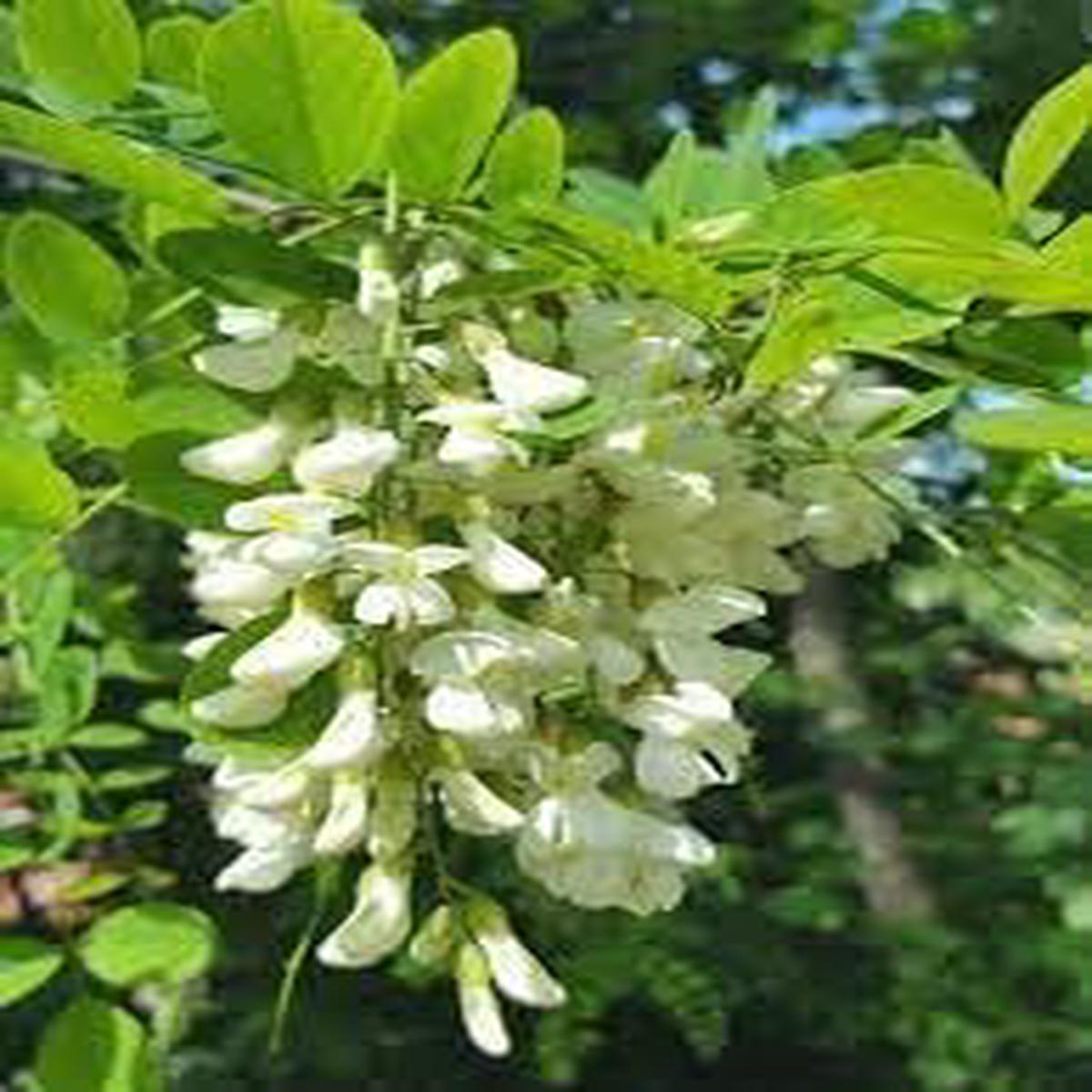Robinia Flower seeds for Planting - Bright Blooms, Heirloom & GMO Free Seeds for Home Garden