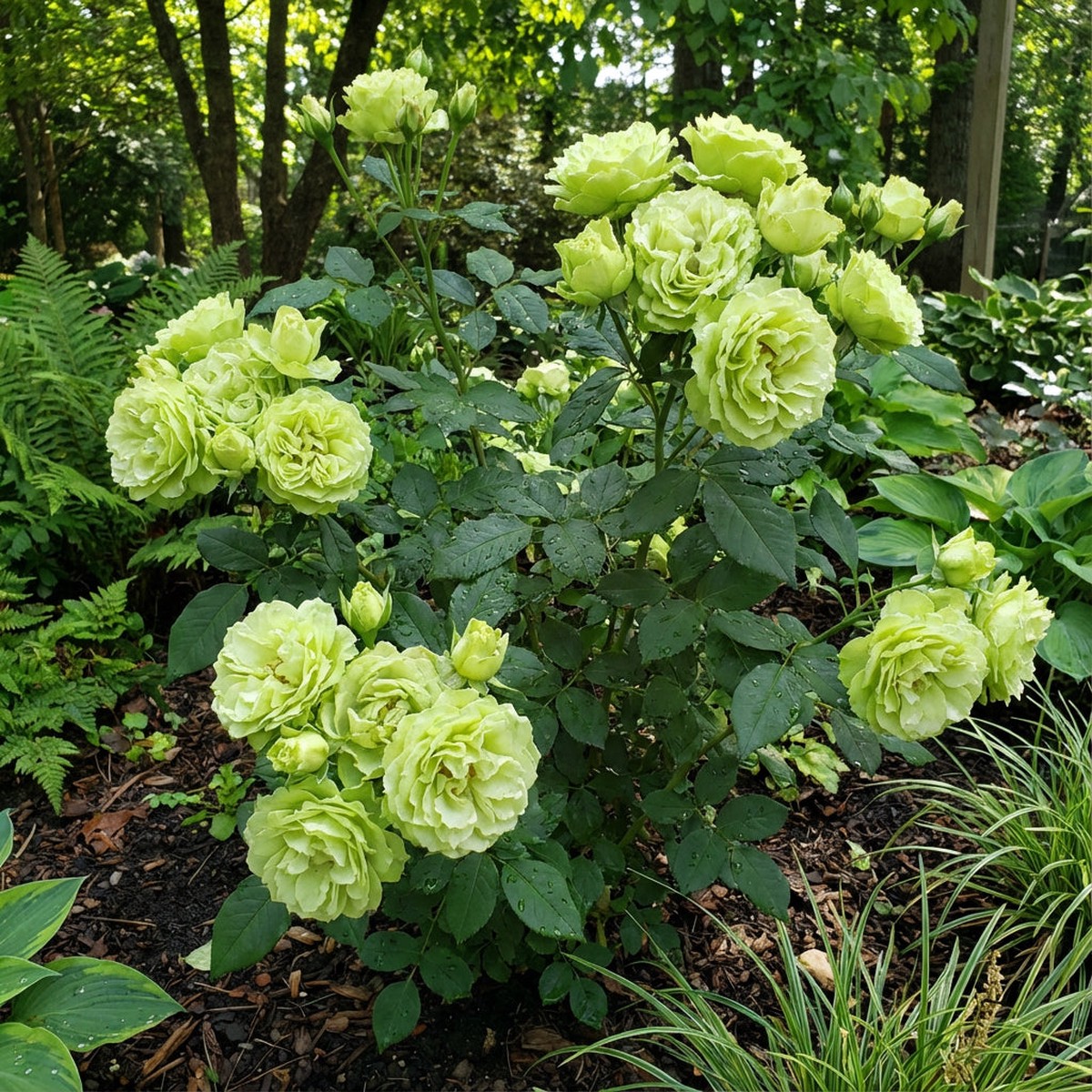 Rose Flower Green Planting Seeds - Seed for Elegant Blooms and Lush Garden Growth