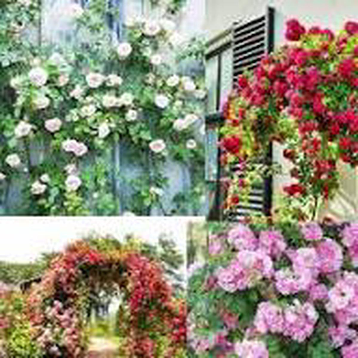 Rose Flower Seeds for Planting  Low Maintenance Heirloom Non-GMO Seeds with High Germination