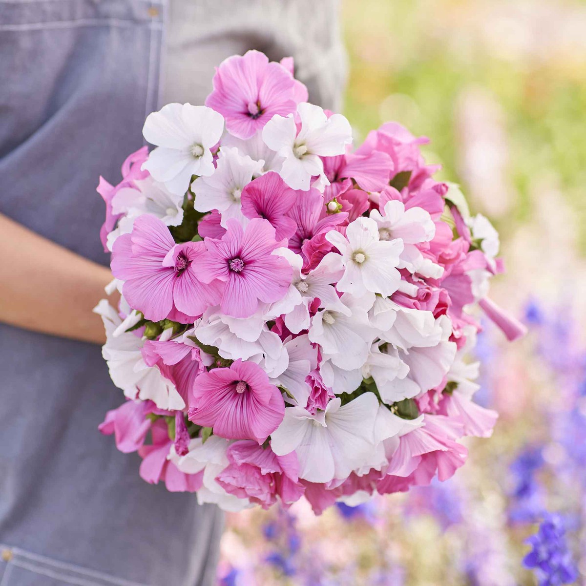 Rose Mallow Seeds - Mixed Colors