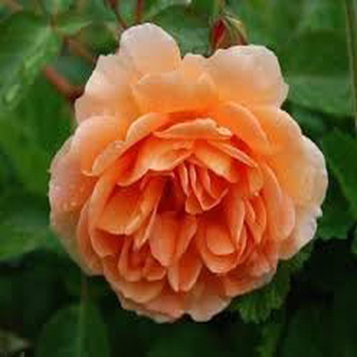 Rose Rosa Flower For Planting Heirloom Non Gmo For Garden Blooms Flower Seeds for Home Garden