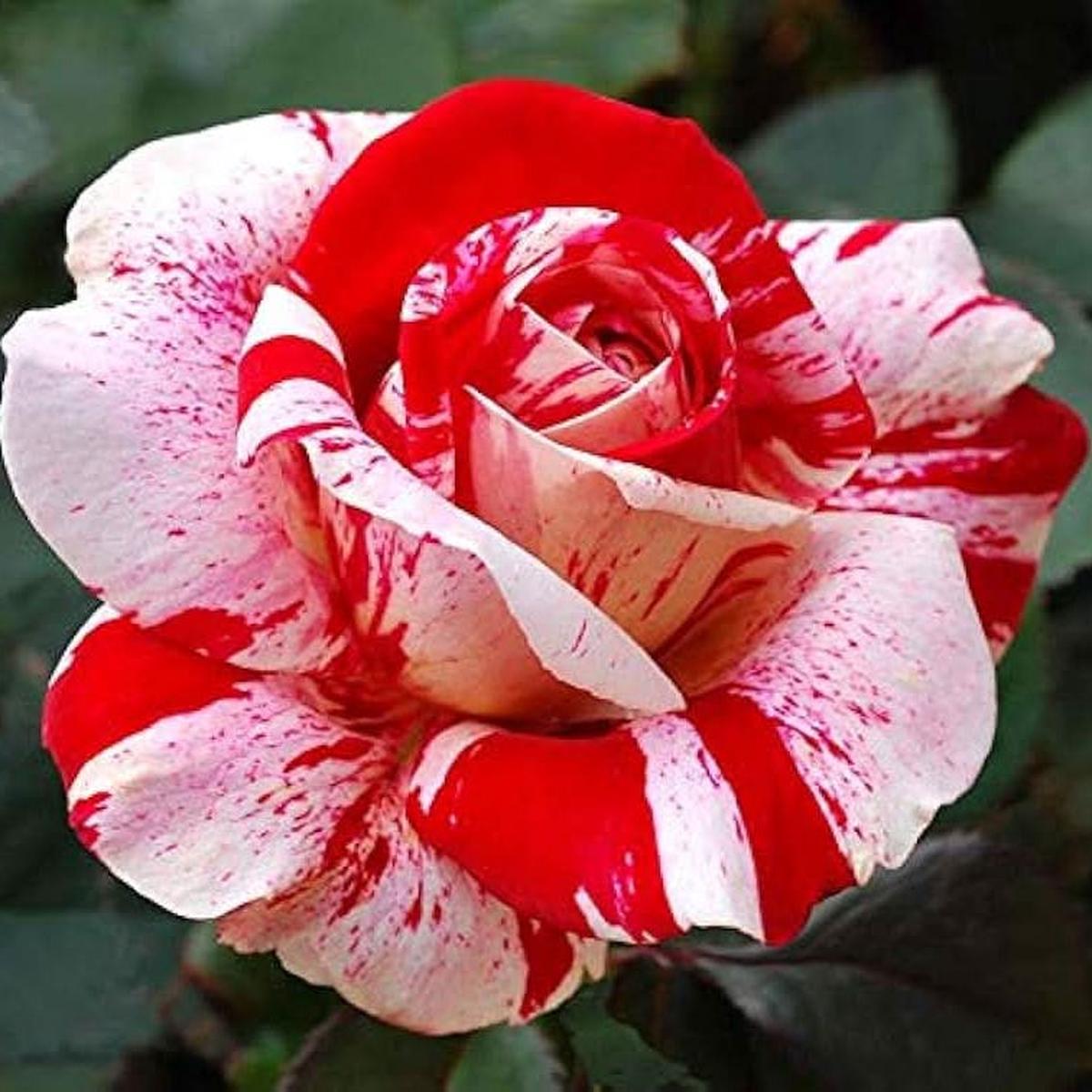 Rose Varieties mixed Flower Seeds for planting in home garden and borders