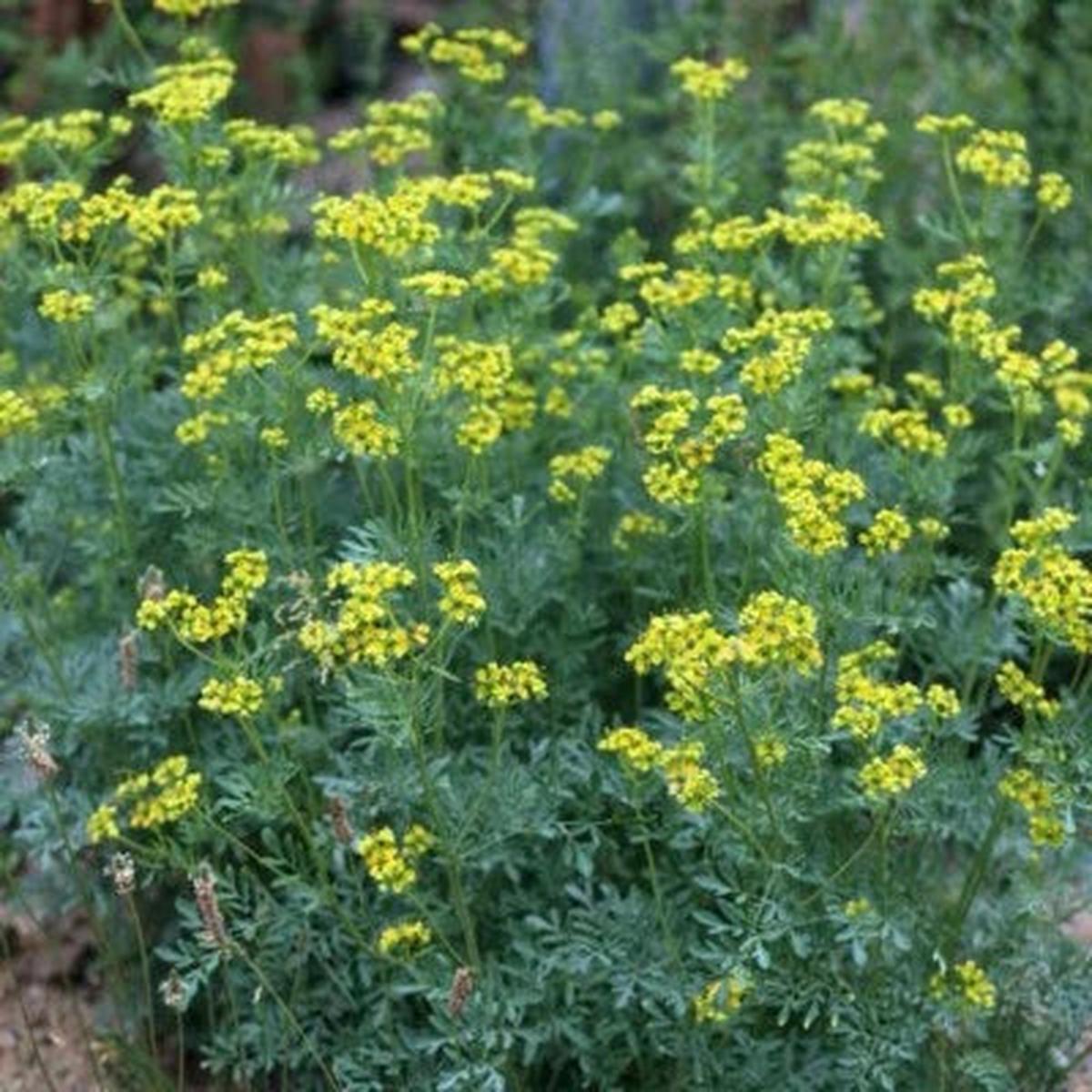 Rue Ruta Graveolens Planting Medicinal Herb Planting Non Gmo Us Freeship Heirloom Non Gmo