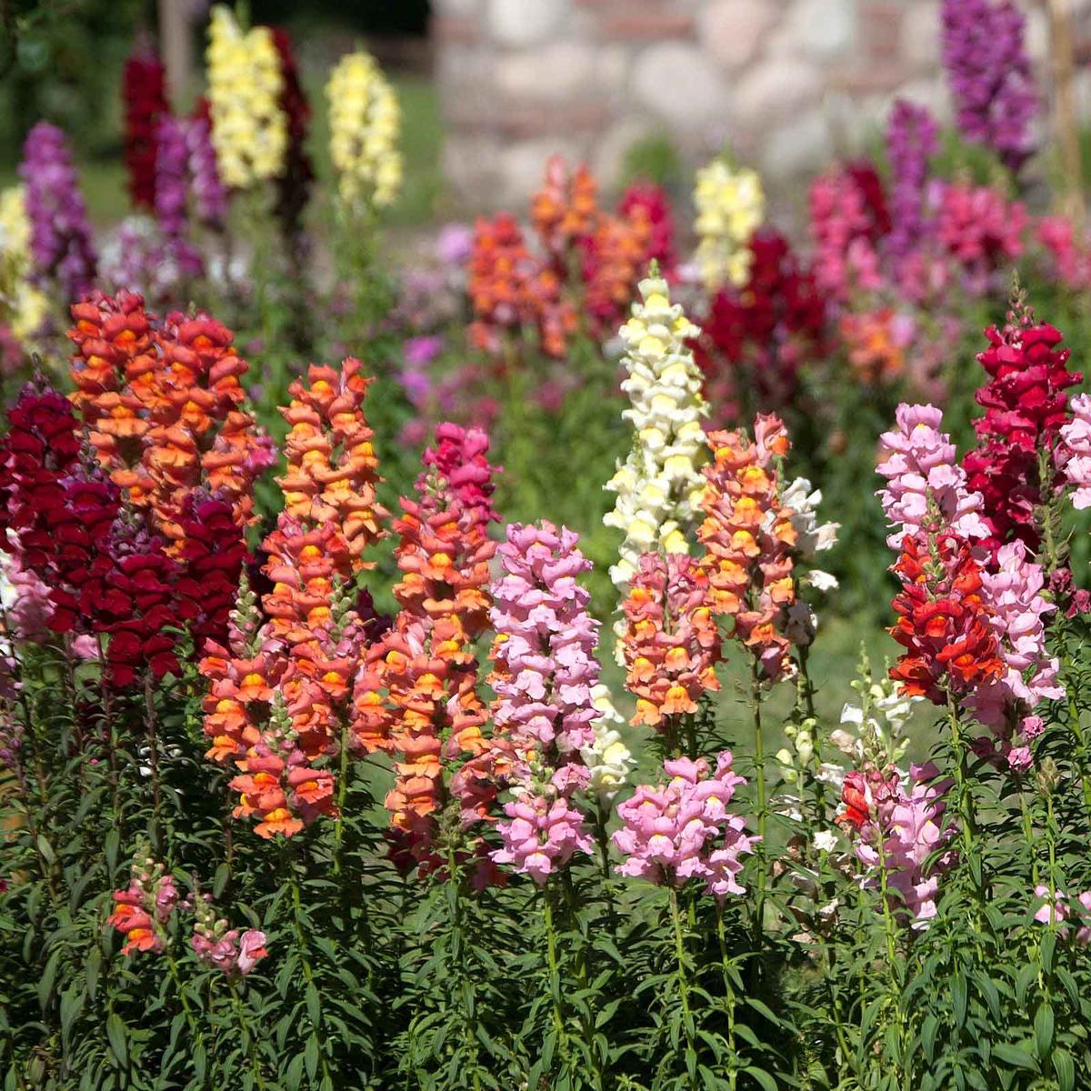 Snapdragon Seeds - Tetra Mix