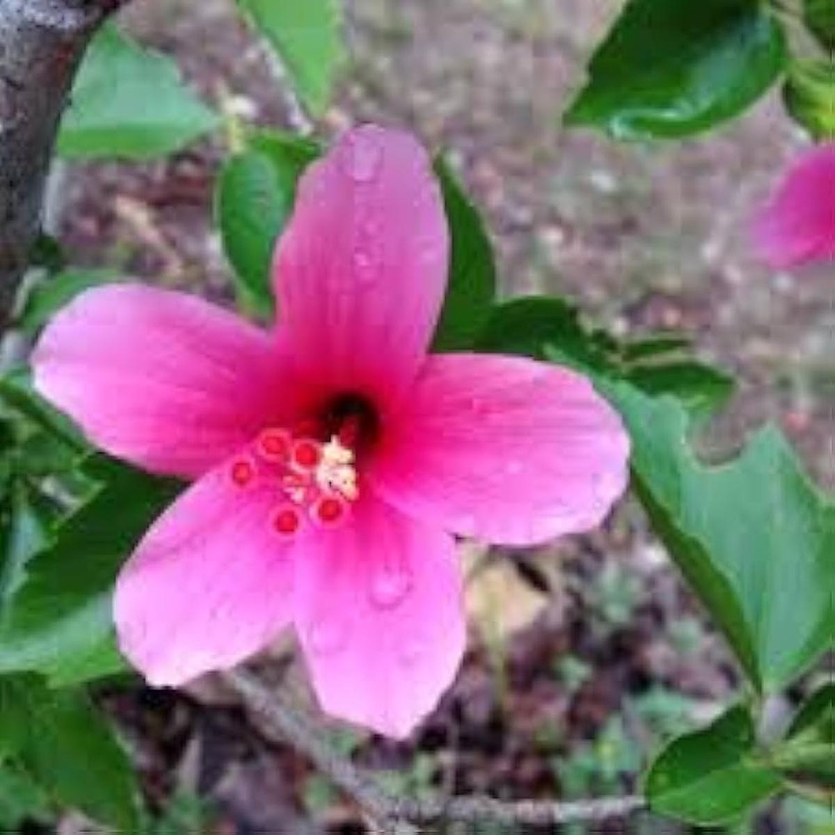 Star Hibiscus Rose Hibiscus Rosa Sinensis For Planting In Tropical Garden Flower Seeds for Home