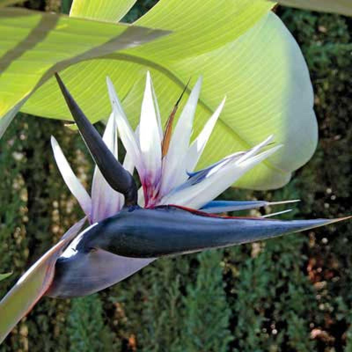 Strelitzia Flower seeds for Planting - Low Maintenance, Heirloom & GMO Free Seeds for Home Garden