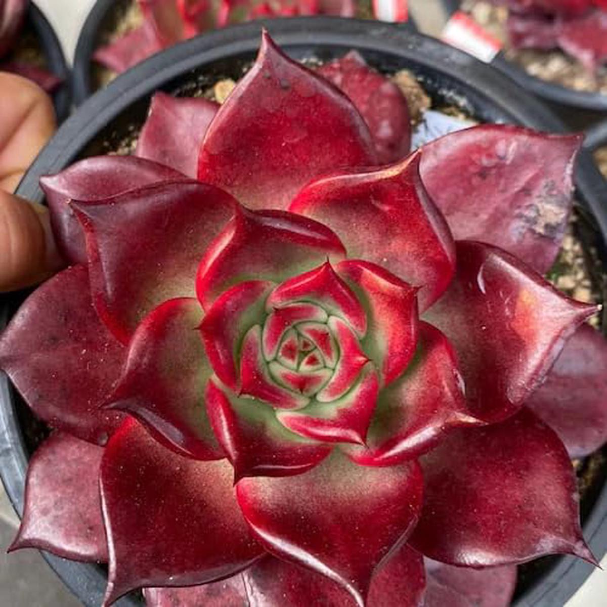 Succulent Red - Heirloom, Non - Gmo Seeds