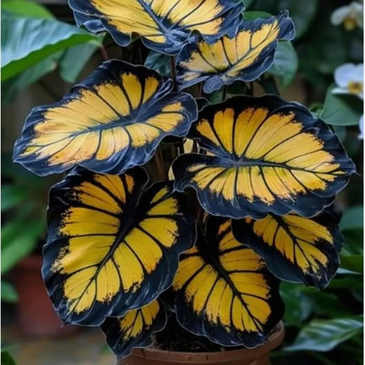 Sunburst Calathea Plant Seeds for Planting Heirloom, Non-GMO, Organic Garden Seeds with High Germination