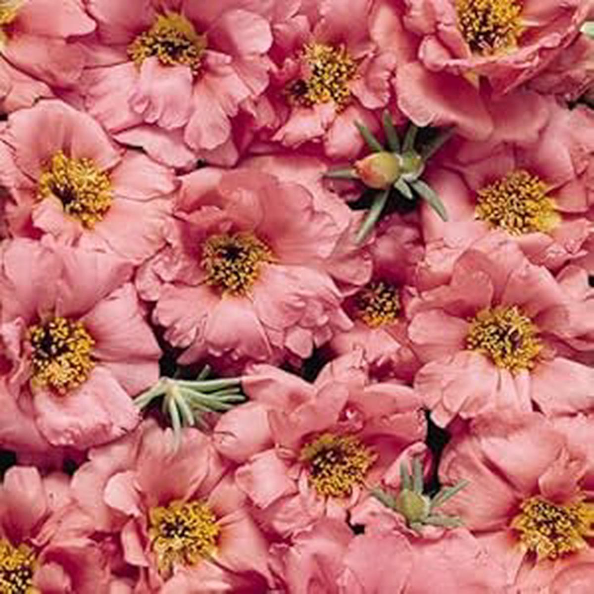 Sundial Peach Portulaca Moss Rose Flower Seeds for Planting Heirloom, Non-GMO, High Germination