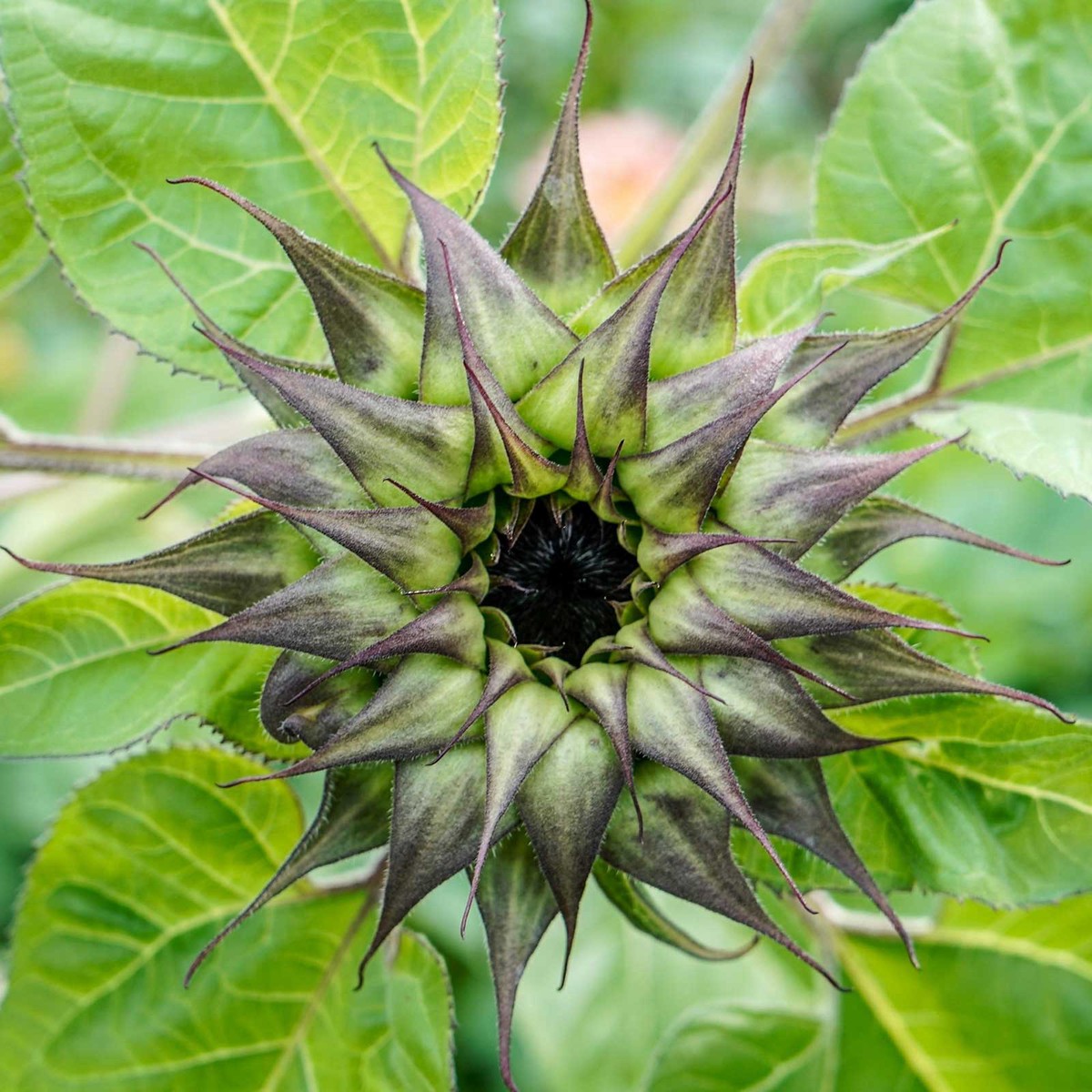 Sunflower Seeds - SunFill Purple