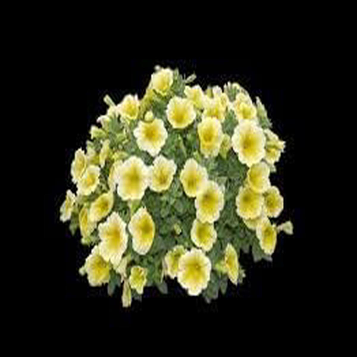 Sunrise Cascading Petunia For Planting Heirloom Non Gmo For Beautiful Garden Blooms Flower Seeds