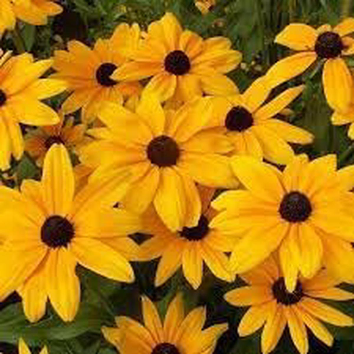 Susan Flower Seeds for Planting  Hardy Heirloom, Non-GMO, High Germination Organic Garden Seeds