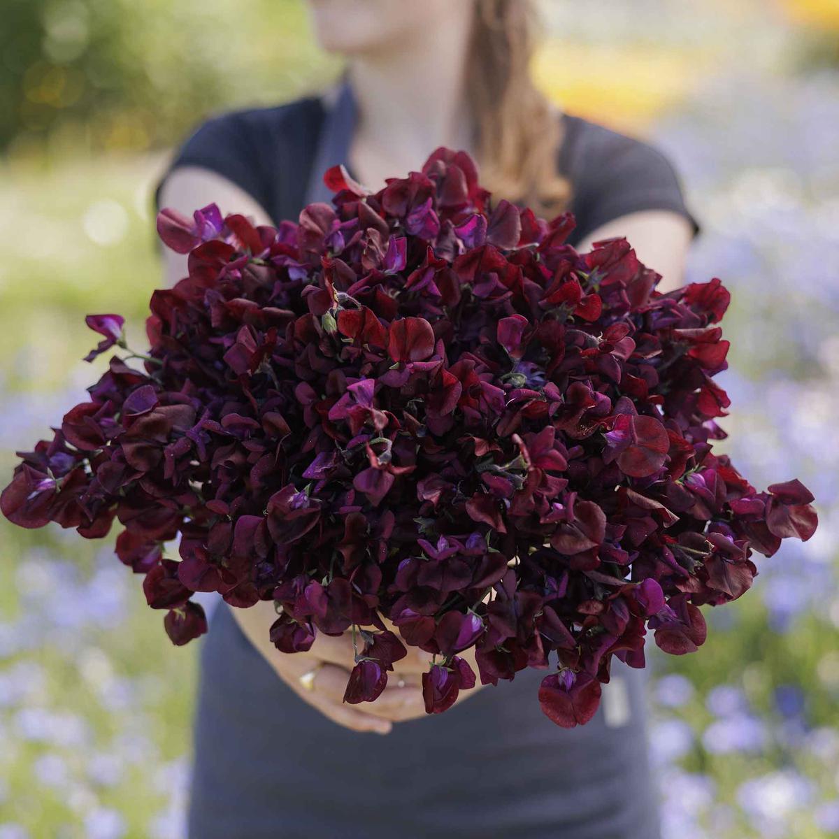 Sweet Pea Seeds - Royal Maroon