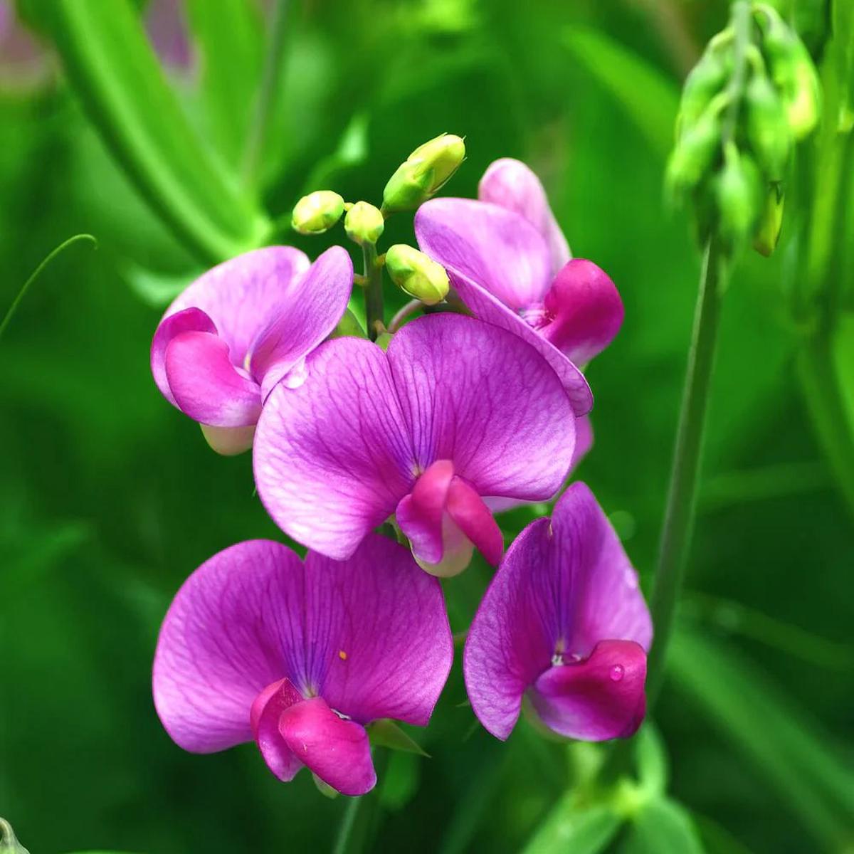 Sweet Peas Flower seeds for Planting - Long Bloom Season, Heirloom & GMO Free Seeds for Home Garden