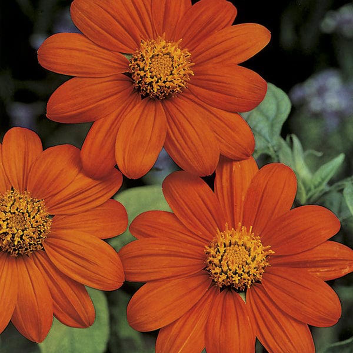 Tithonia Torchlight Seeds