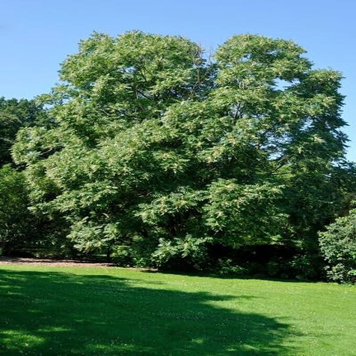 Toona Sinensis Tree - Heirloom, Non - Gmo Seeds