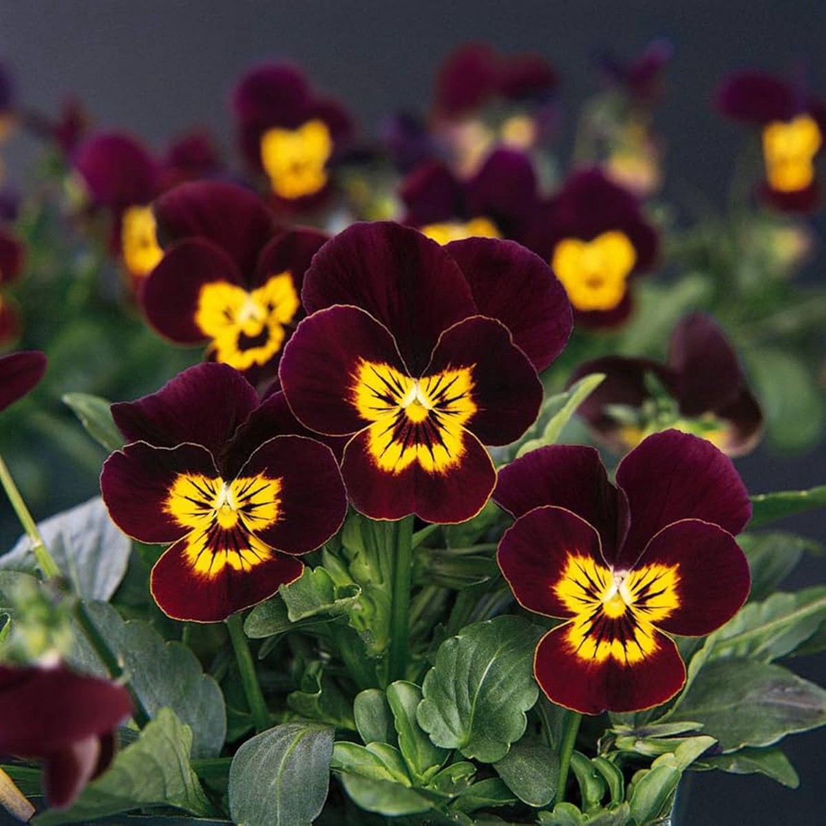 Viola Admiration Flower Planting Flower Seeds Home Garden Planting, Landscape Organic