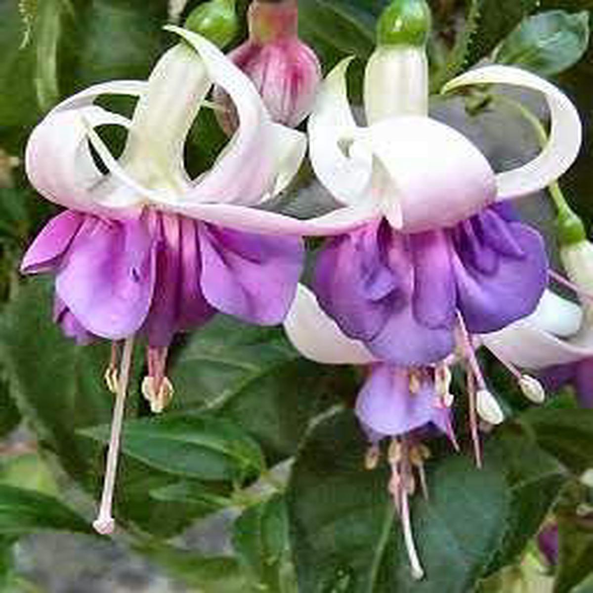 Violet Fuchsia Flower Seeds for Planting  Heirloom, Non-GMO, High Germination Organic Garden Seeds