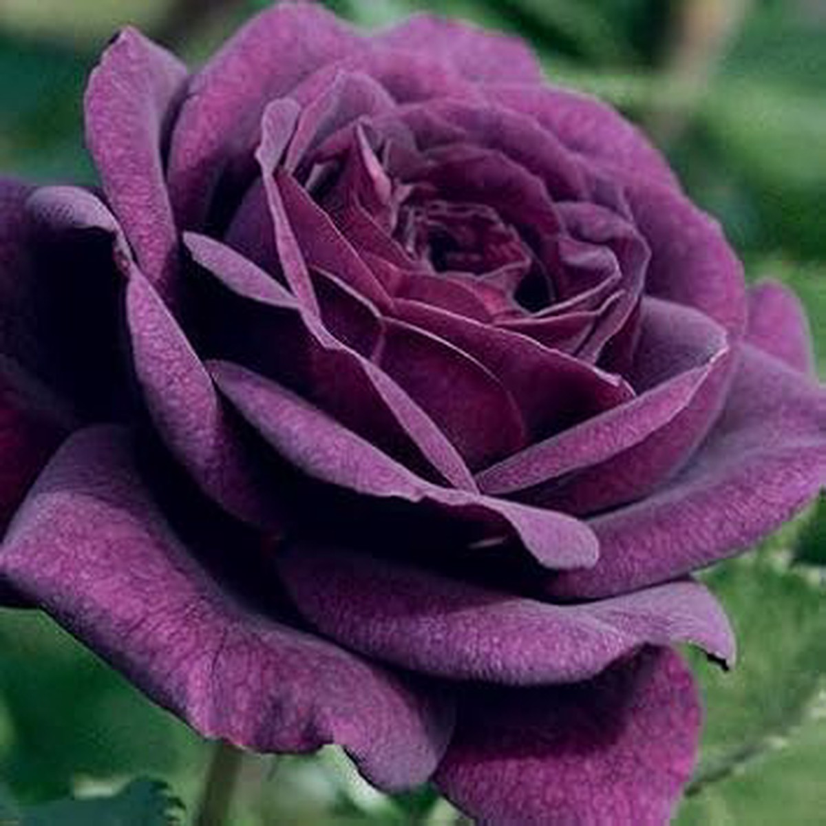 Violet Multi-Color Rose Flower Seeds for Planting  Heirloom, Non-GMO, High Germination Organic Garden Seeds